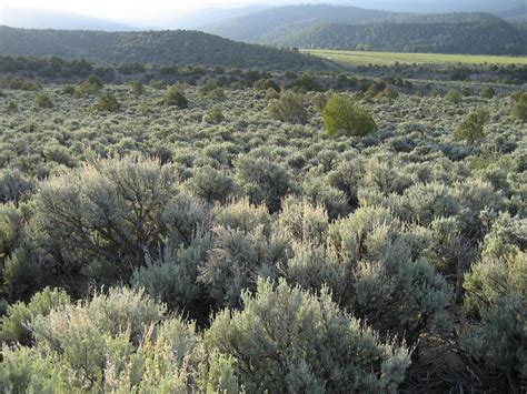 Sagebrush near me - PostNet. 14. 17.3 miles away from Sagebrush Printing. Looking for design, printing or shipping solutions? Stop by PostNet located at 138 E 12300 S in Draper, UT or give us a call at (801) 495-9270 - we can help! Our center is locally owned and operated, and known for providing… read more. in Printing Services, Shipping Centers, Mailbox Centers.